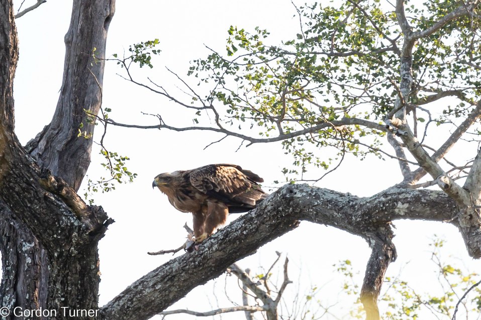 <h2>The Best of South Africa Escorted 2023</h2> 14 Nights | 6 Rounds | March 11 - 25